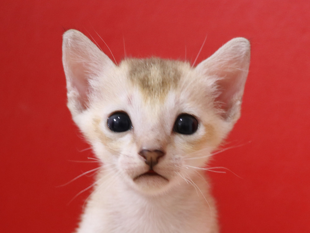 シンガプーラの子猫画像