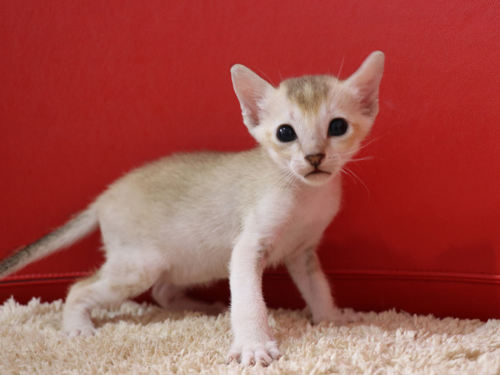 シンガプーラの子猫画像