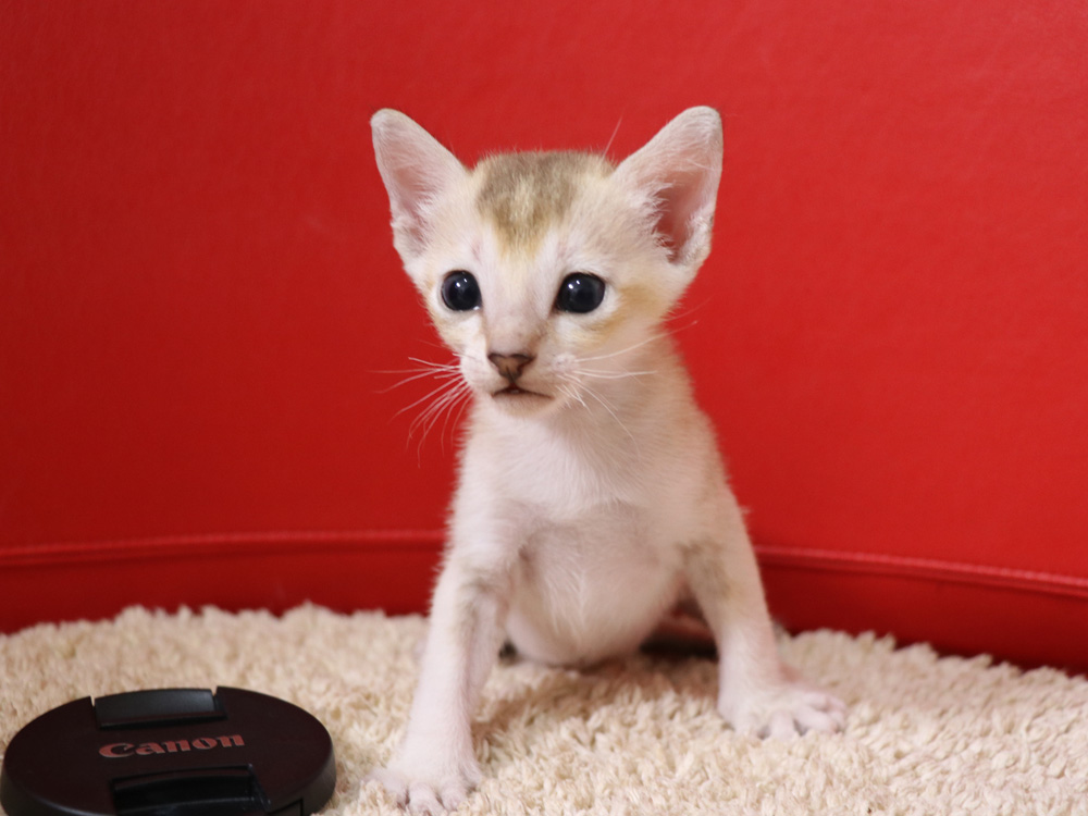 シンガプーラの子猫画像