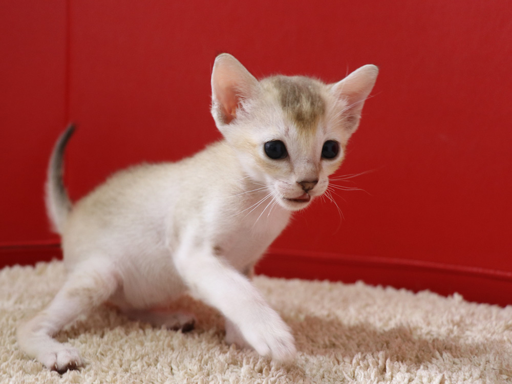 シンガプーラの子猫画像