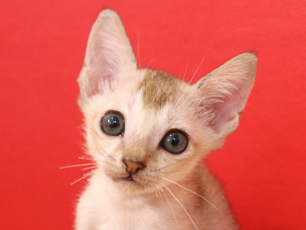 シンガプーラの子猫画像