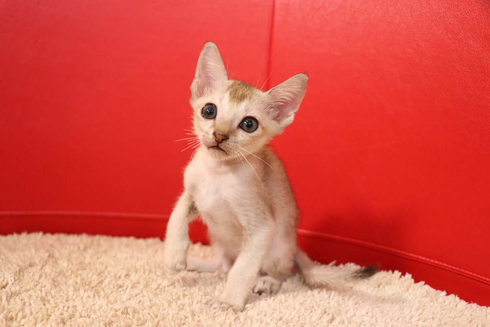 シンガプーラの子猫画像