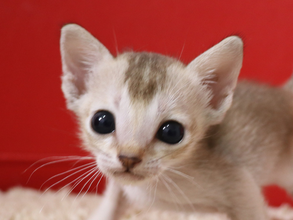 シンガプーラの子猫画像