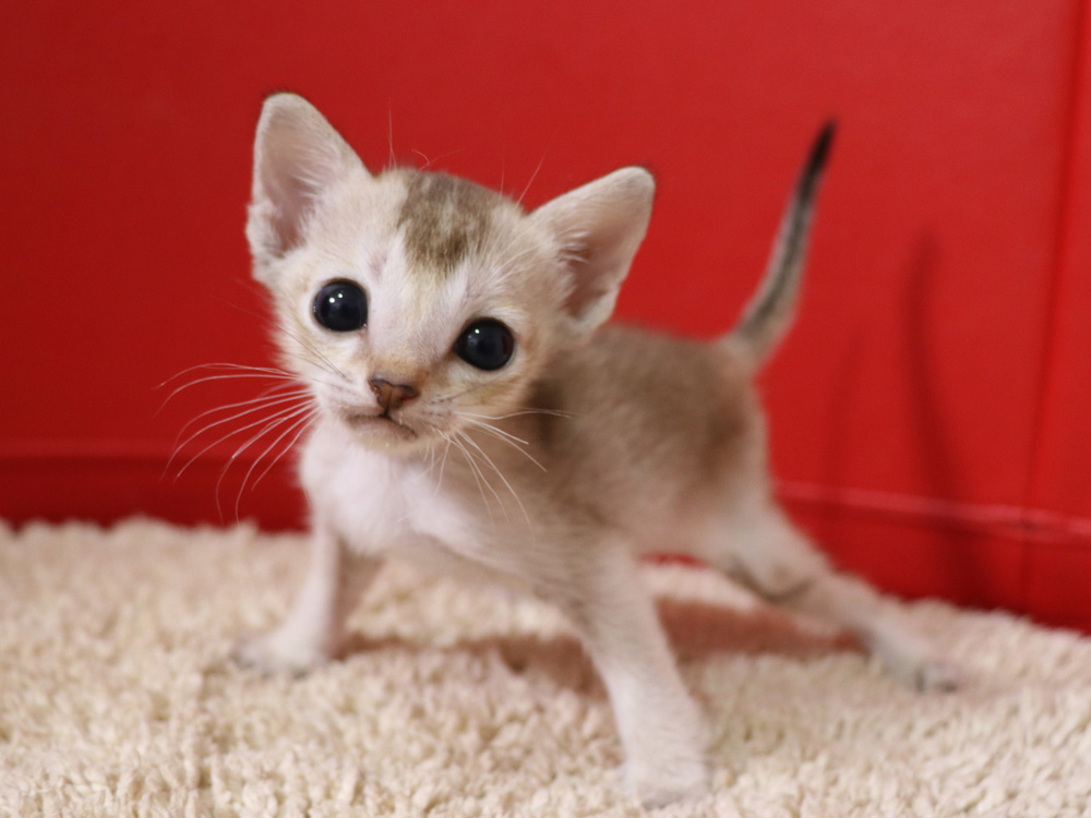 シンガプーラの子猫画像