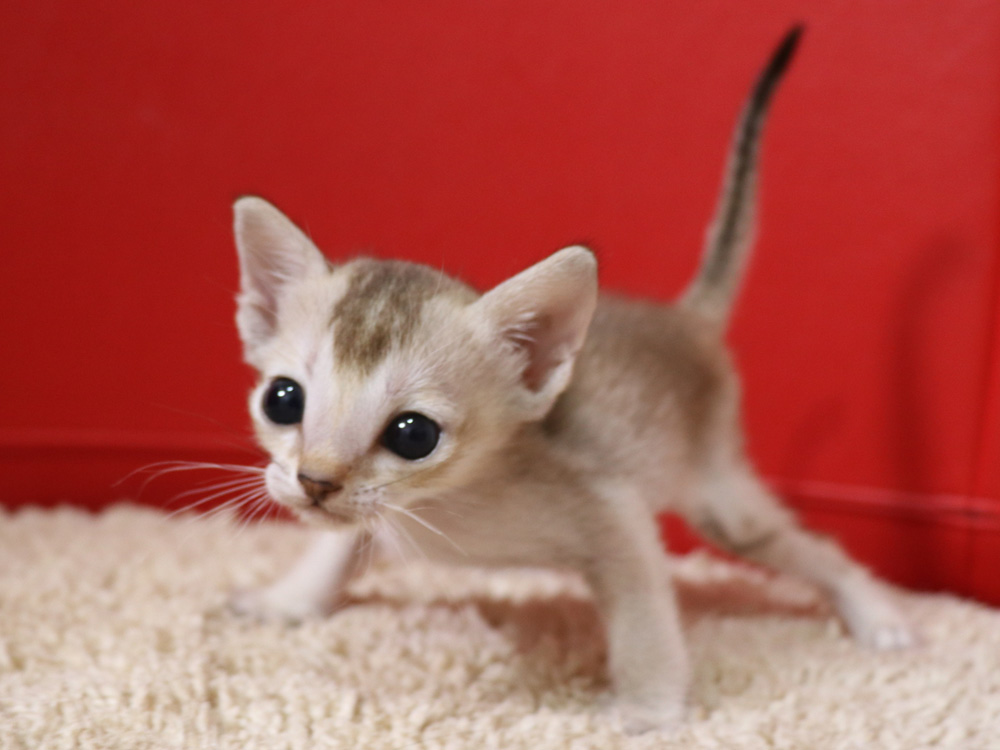 シンガプーラの子猫画像