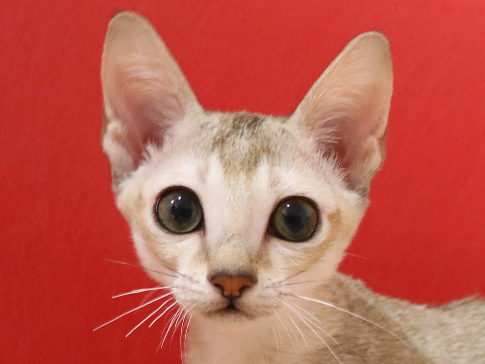 シンガプーラの子猫画像