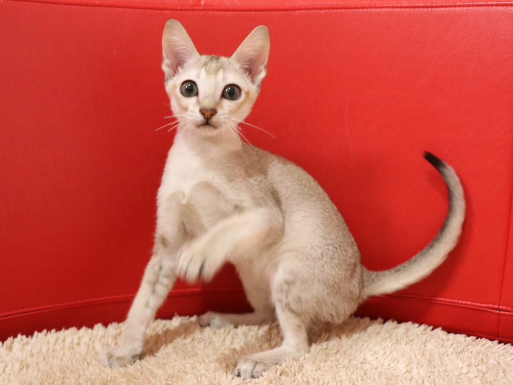シンガプーラの子猫画像