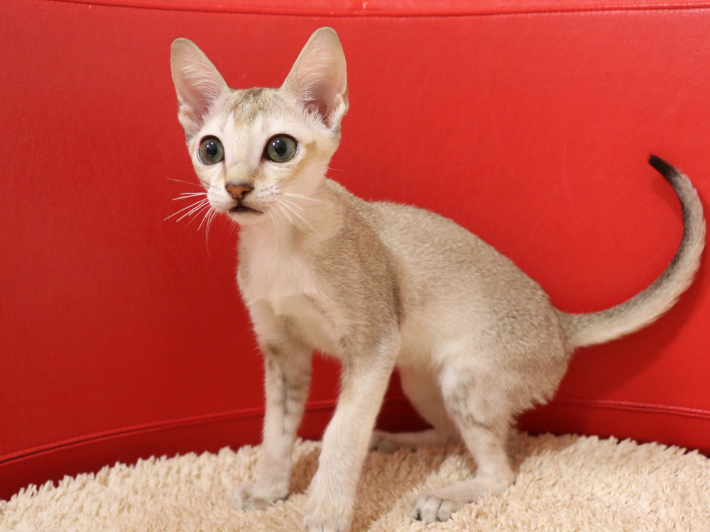 シンガプーラの子猫画像