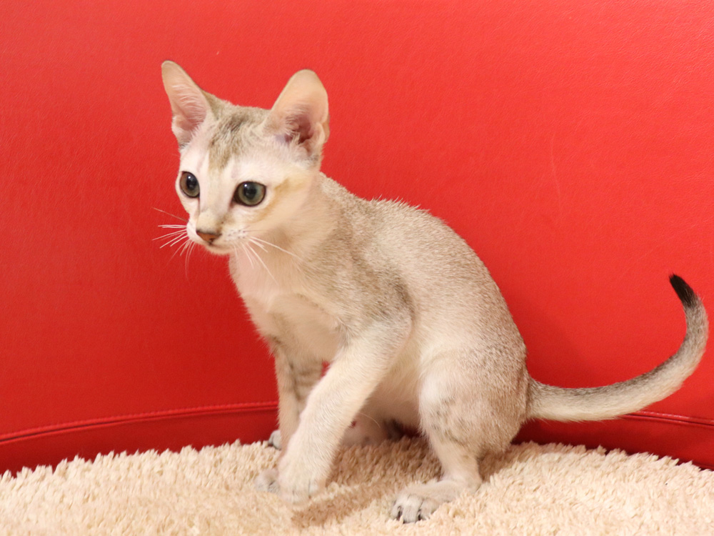 シンガプーラの子猫画像