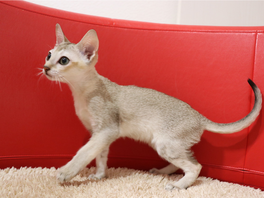 シンガプーラの子猫画像