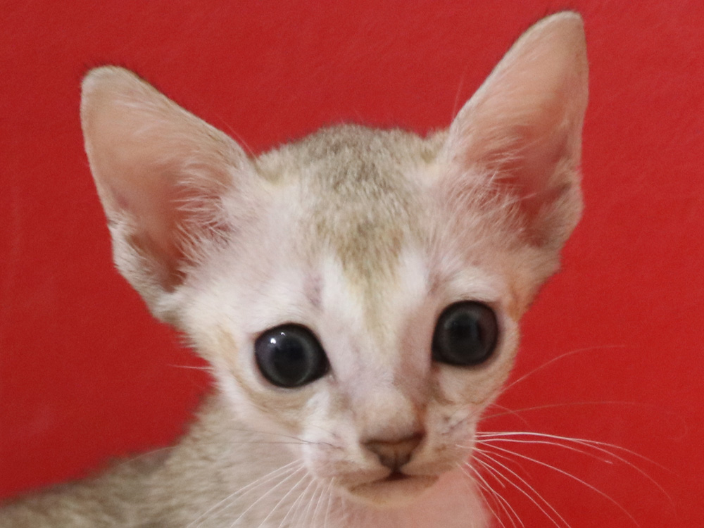 シンガプーラの子猫画像