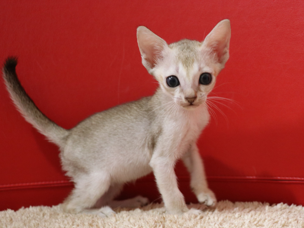 シンガプーラの子猫画像