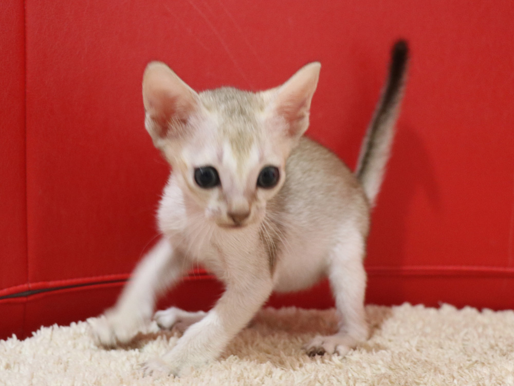 シンガプーラの子猫画像