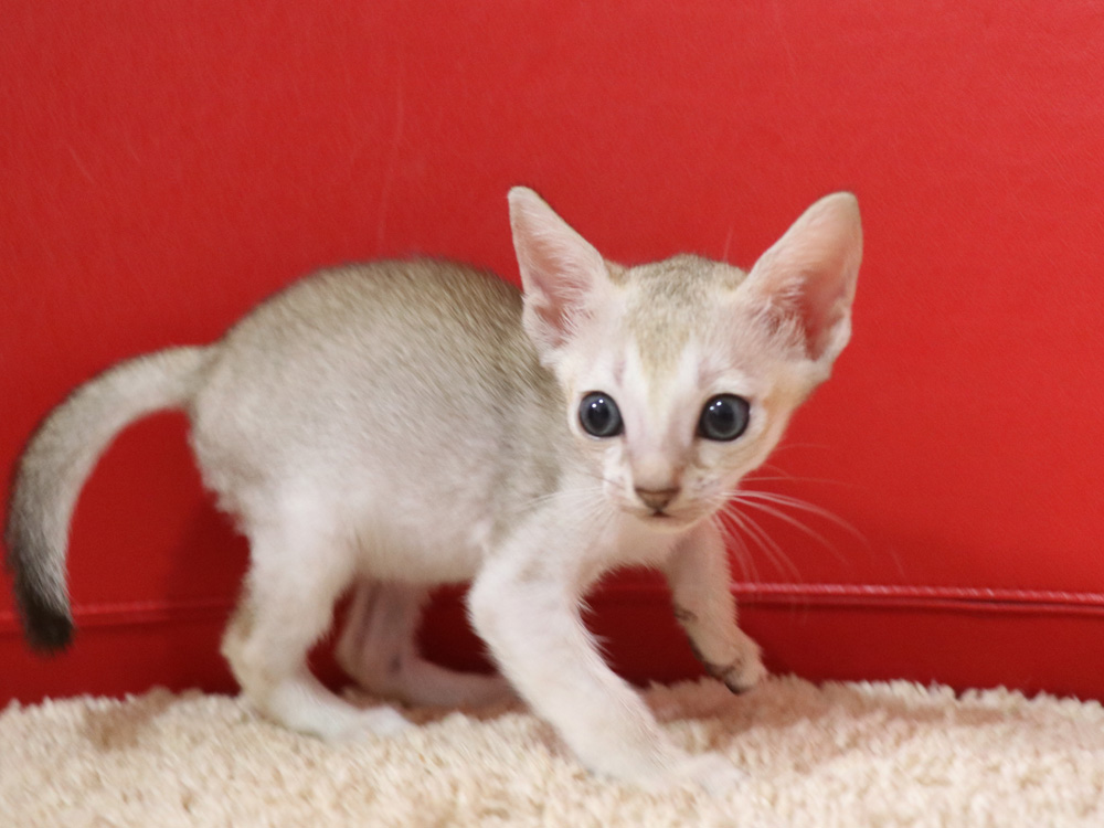 シンガプーラの子猫画像
