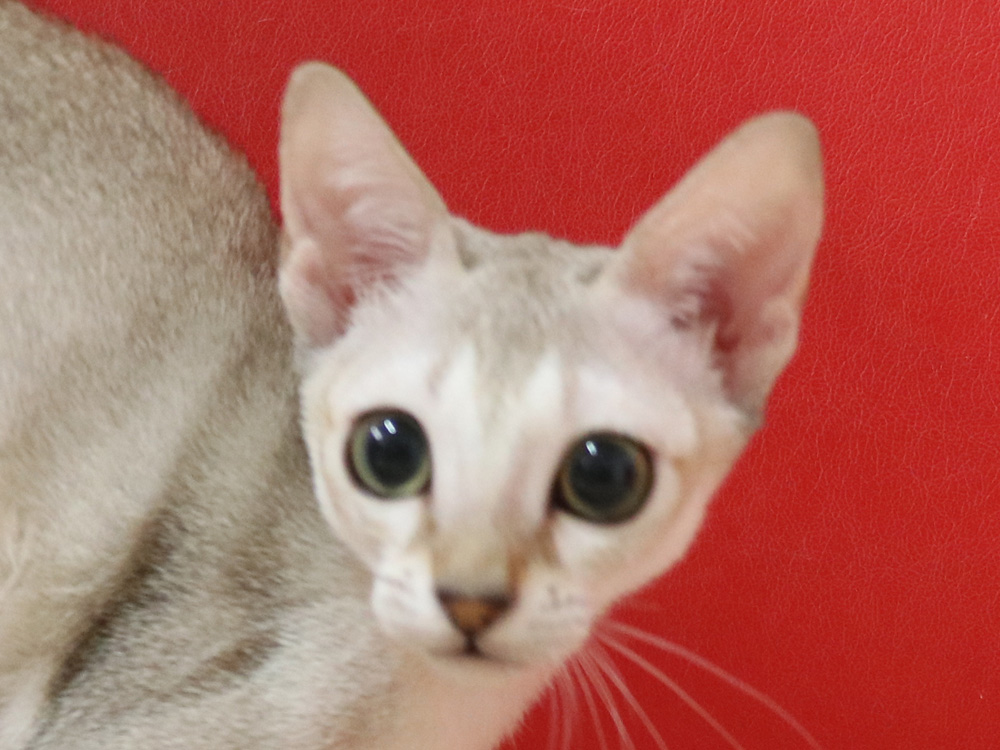 シンガプーラの子猫画像