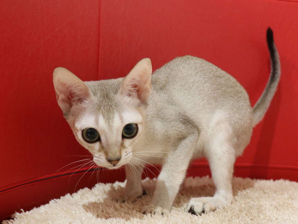 シンガプーラの子猫画像
