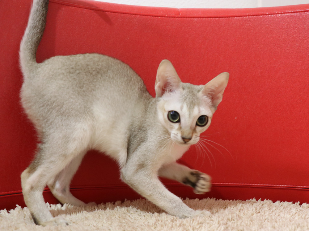 シンガプーラの子猫画像