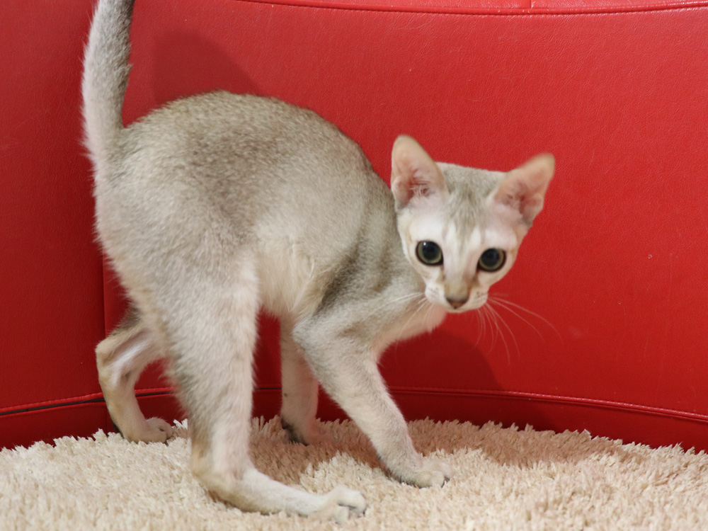 シンガプーラの子猫画像
