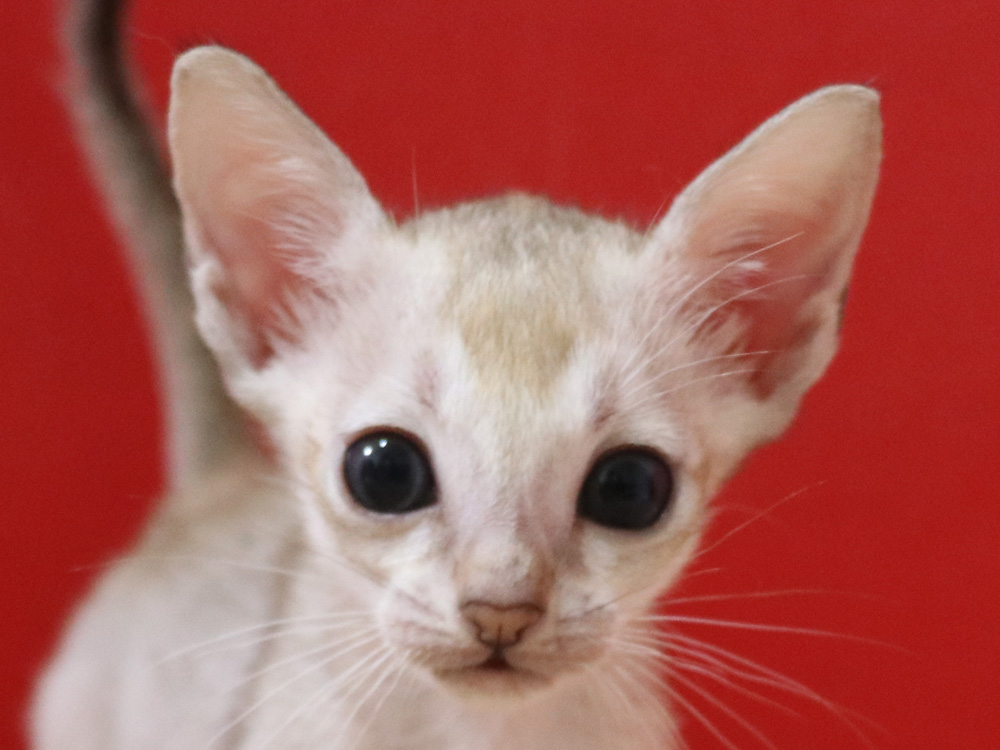 シンガプーラの子猫画像