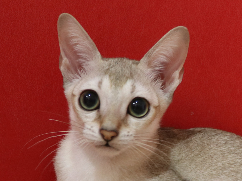シンガプーラの子猫画像