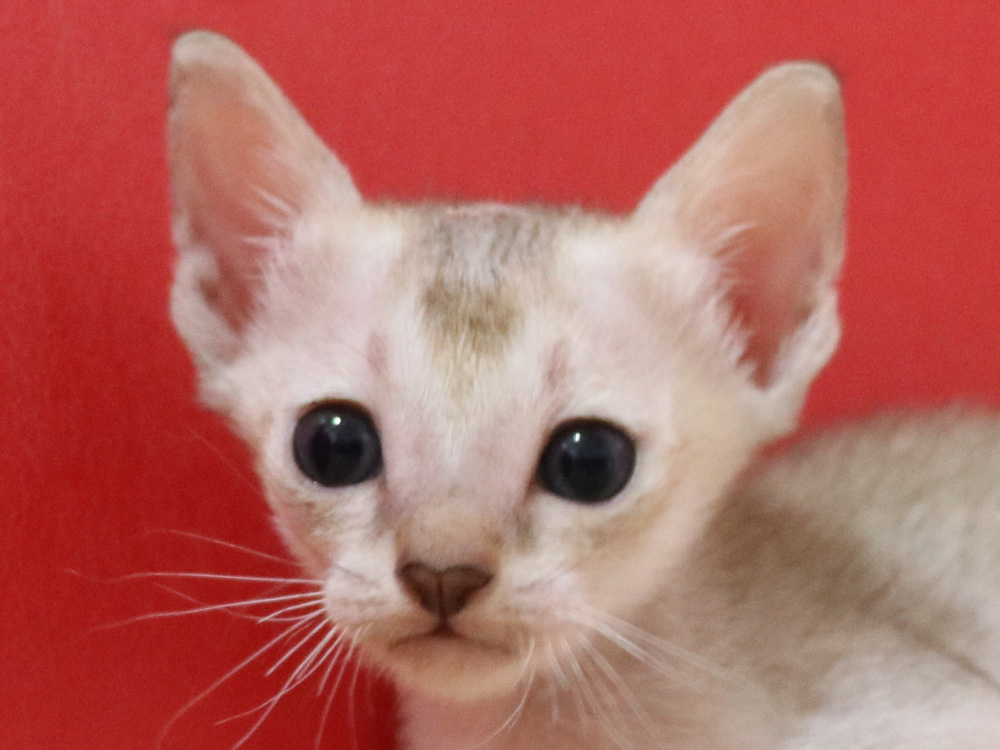 シンガプーラの子猫画像