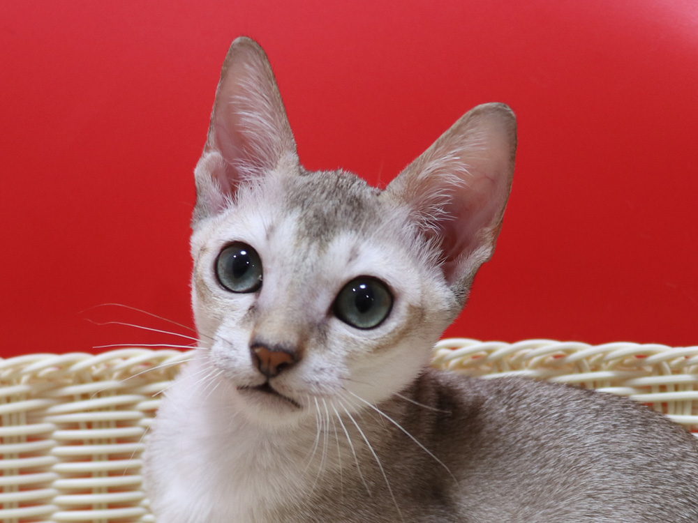シンガプーラの子猫画像