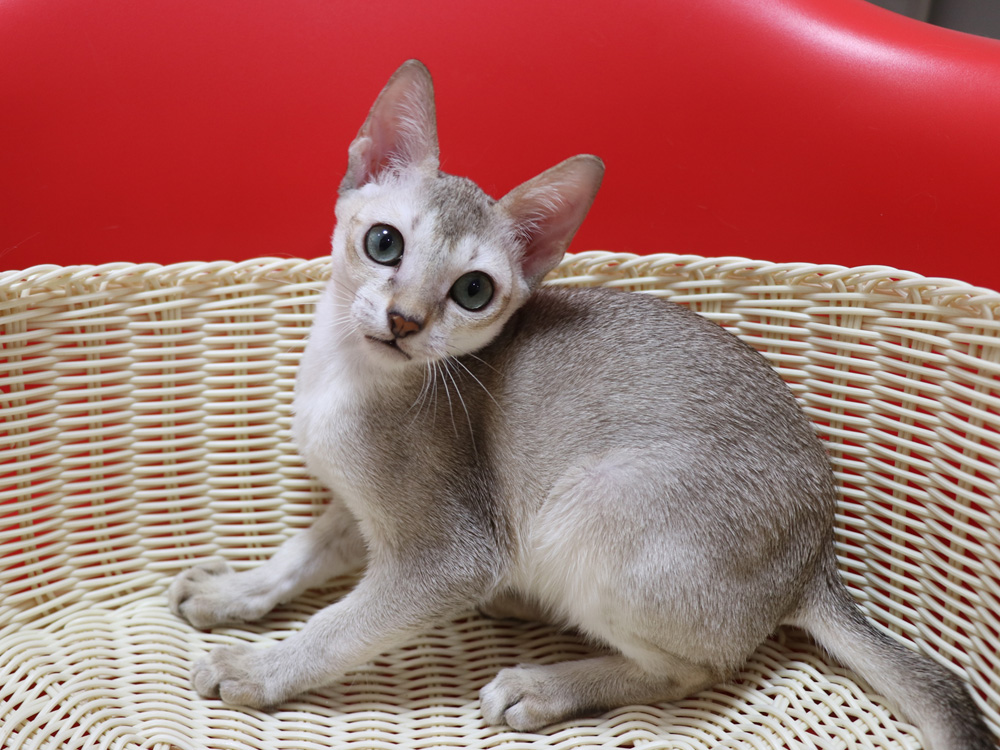 シンガプーラの子猫画像