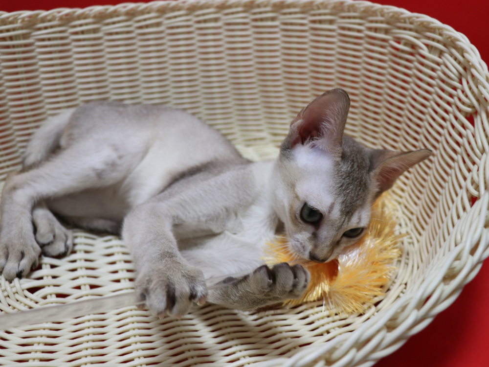 シンガプーラの子猫画像