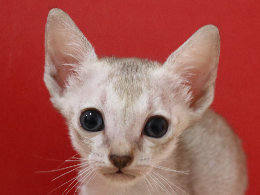 シンガプーラの子猫画像