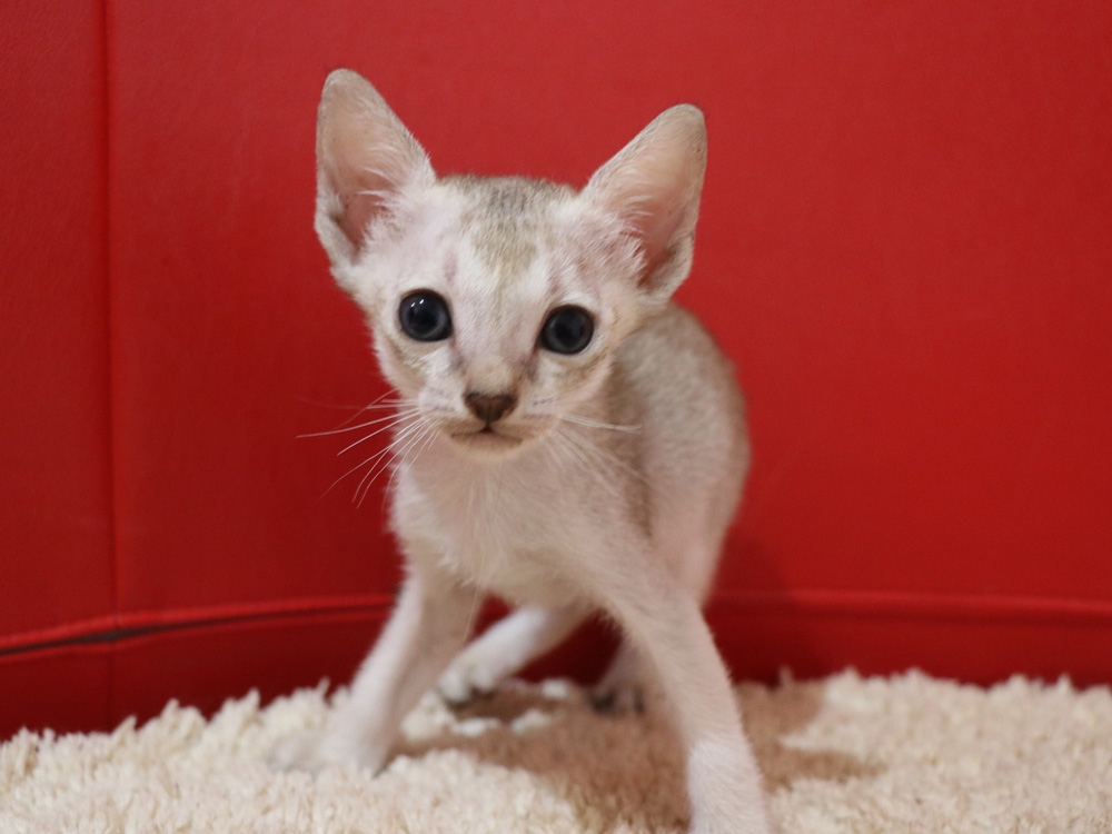シンガプーラの子猫画像