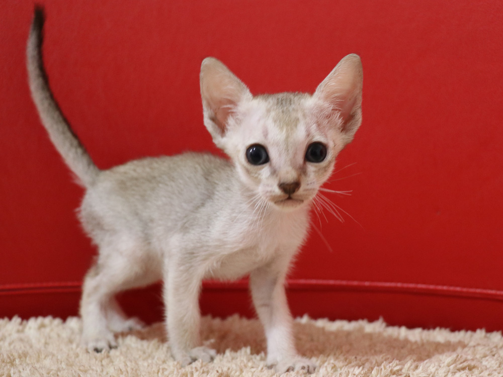 シンガプーラの子猫画像