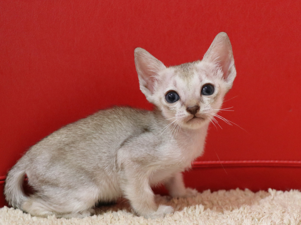 シンガプーラの子猫画像