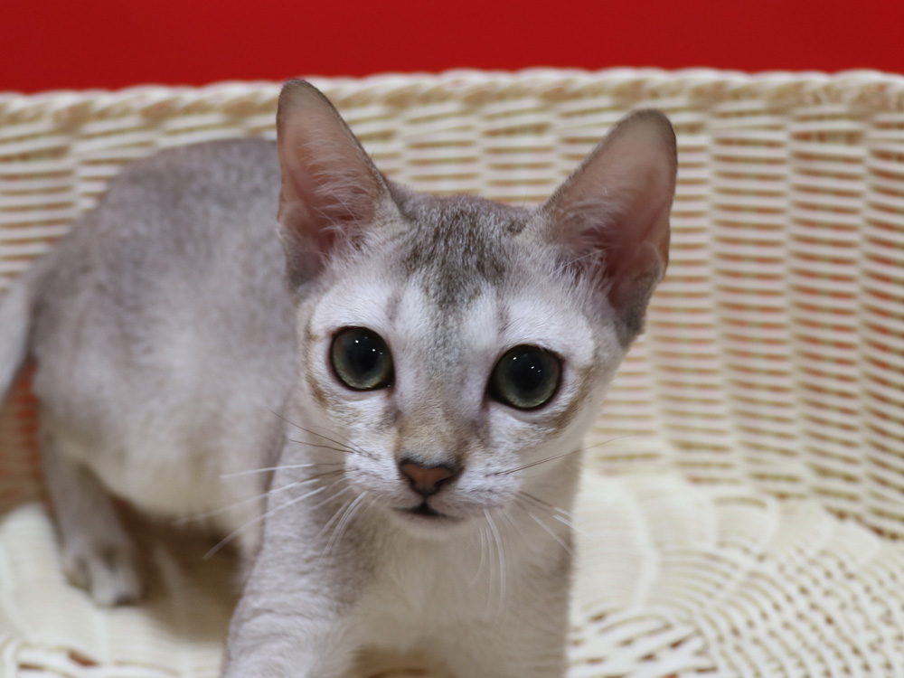 シンガプーラの子猫画像