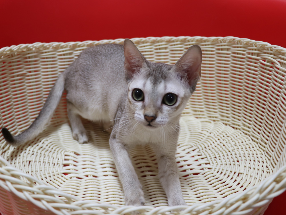 シンガプーラの子猫画像