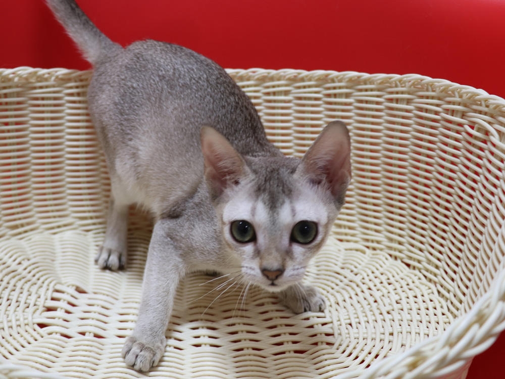 シンガプーラの子猫画像
