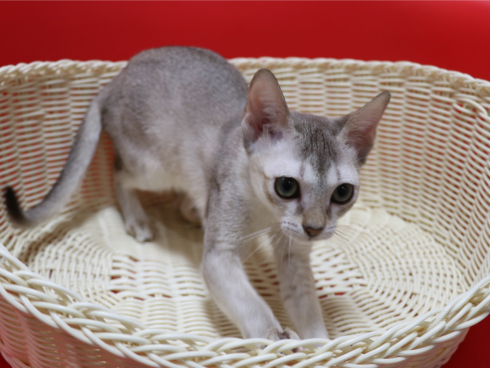 シンガプーラの子猫画像