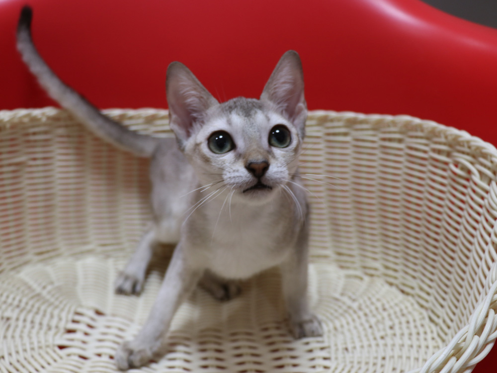 シンガプーラの子猫画像