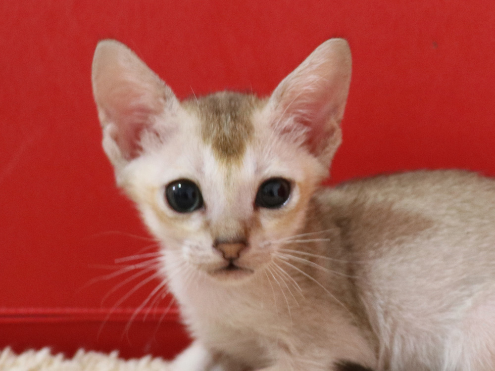 シンガプーラの子猫画像