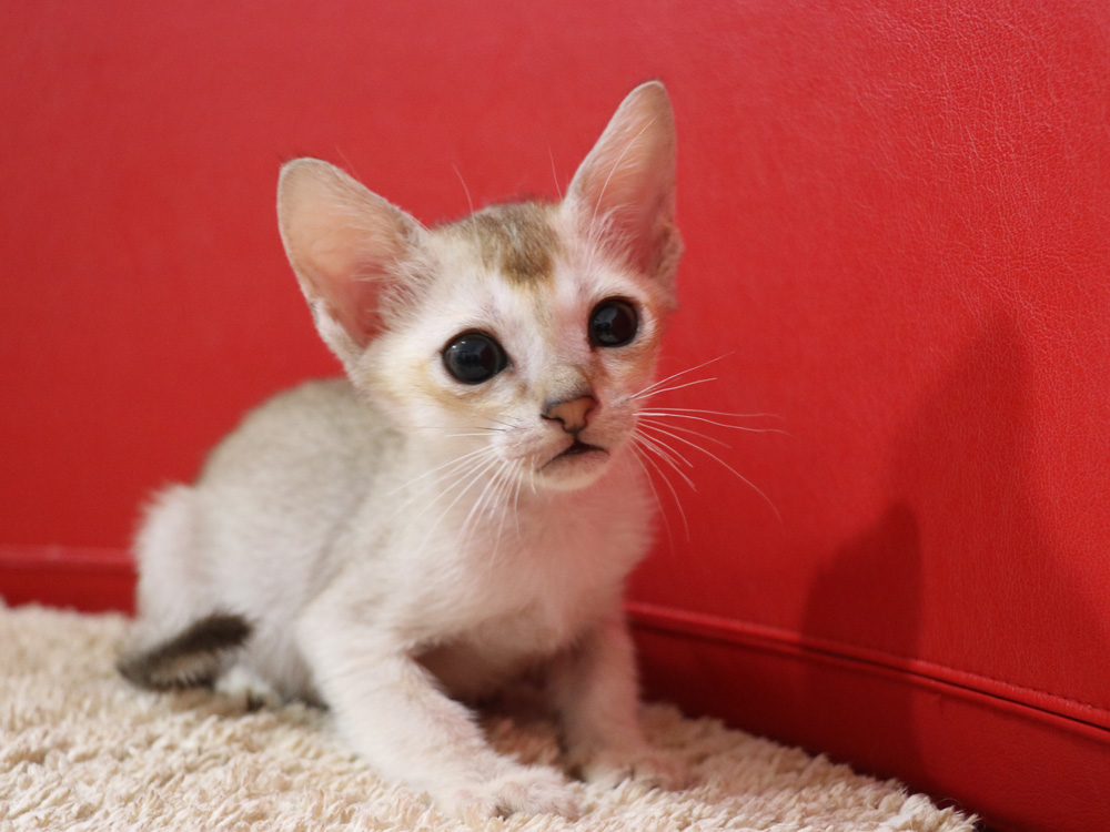 シンガプーラの子猫画像