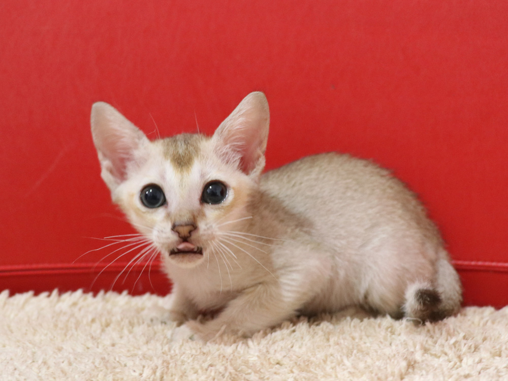 シンガプーラの子猫画像