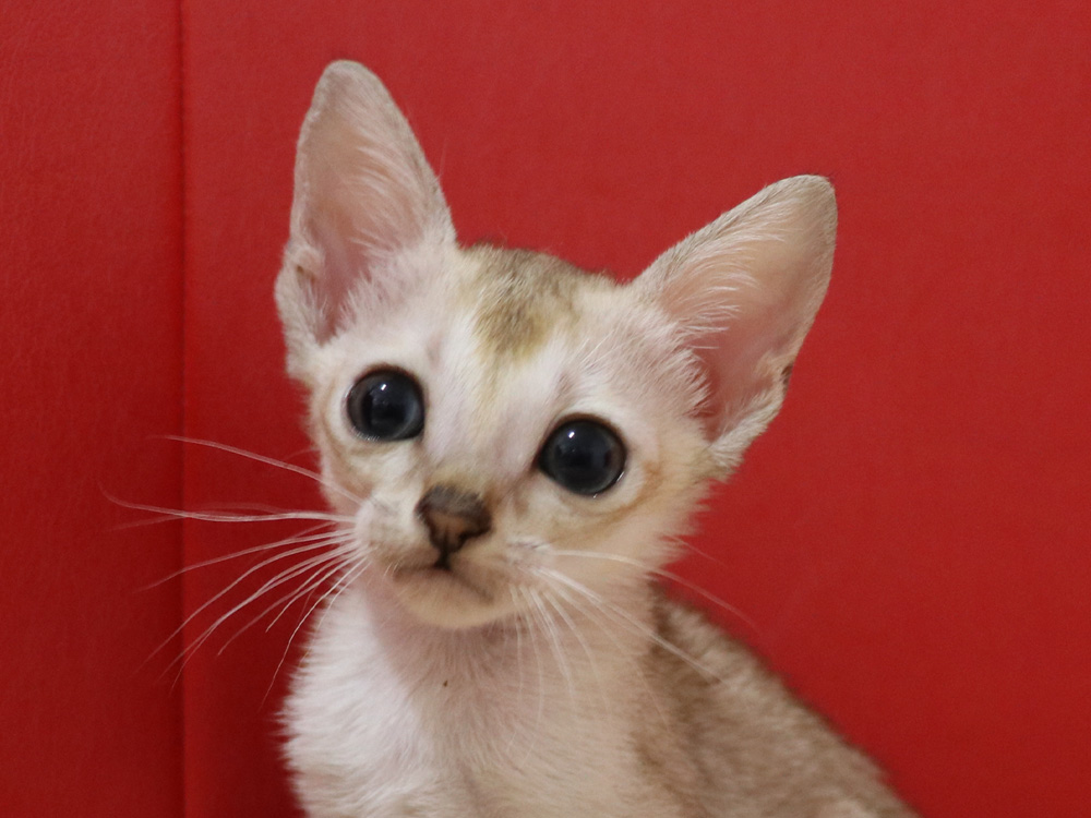 シンガプーラの子猫画像