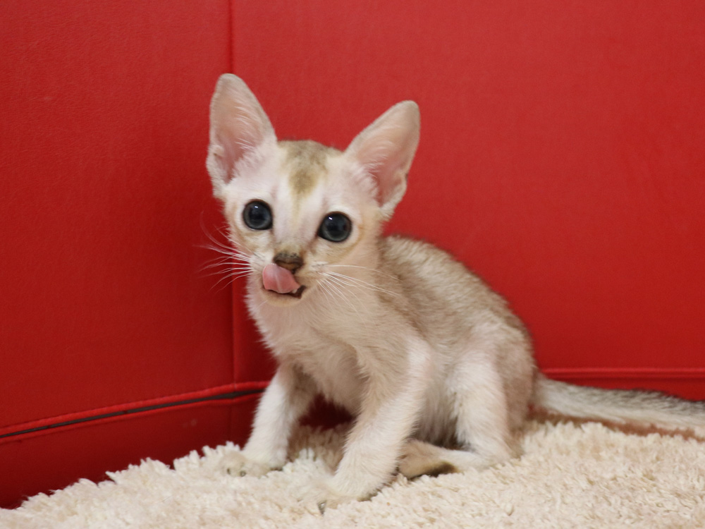 シンガプーラの子猫画像