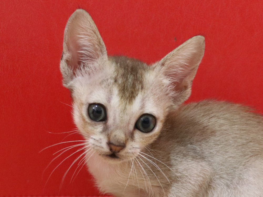 シンガプーラの子猫画像