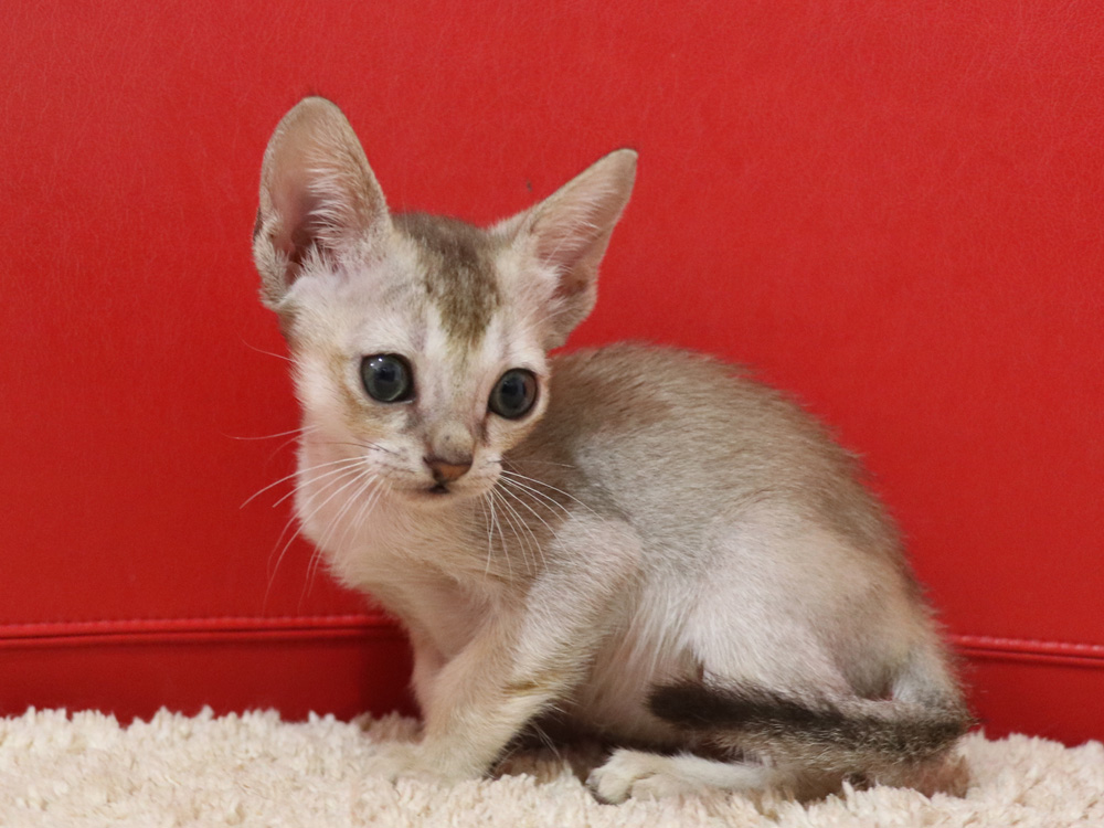 シンガプーラの子猫画像