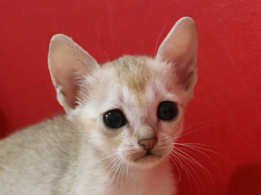 シンガプーラの子猫画像