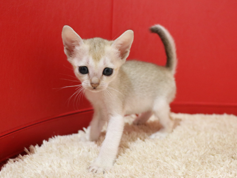 シンガプーラの子猫画像
