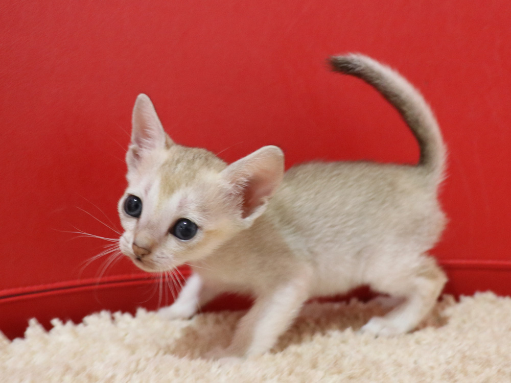 シンガプーラの子猫画像