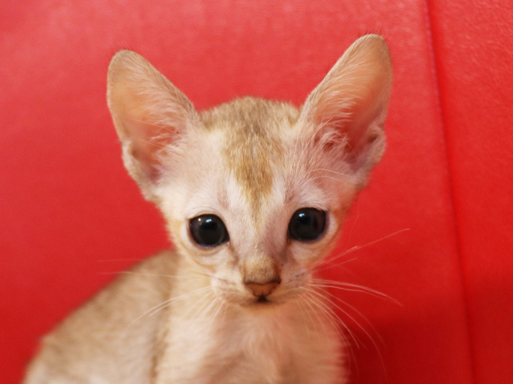 シンガプーラの子猫画像