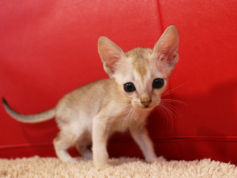 シンガプーラの子猫画像