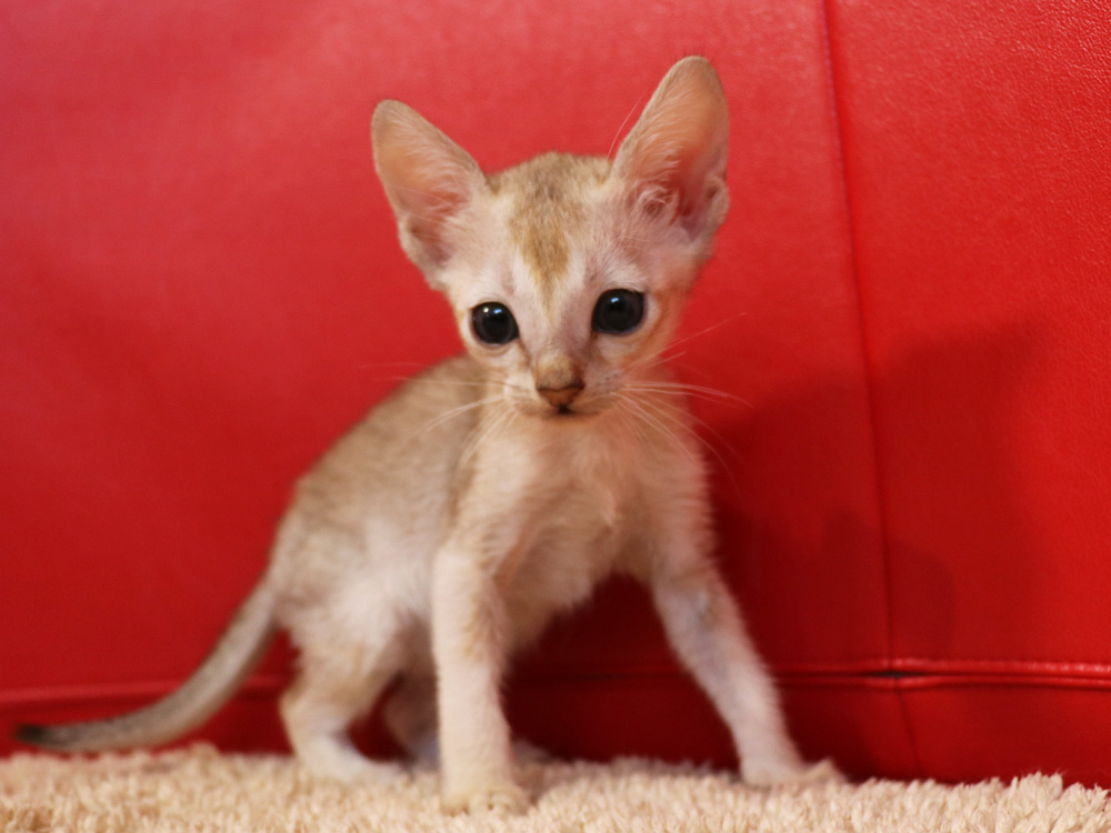 シンガプーラの子猫画像